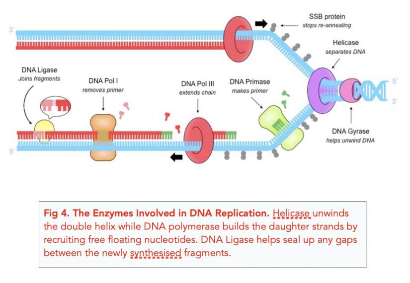 DNA Replication A Level Biology Study Mind