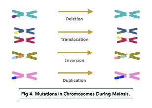 Chromosome Mutations A Level Biology Study Mind