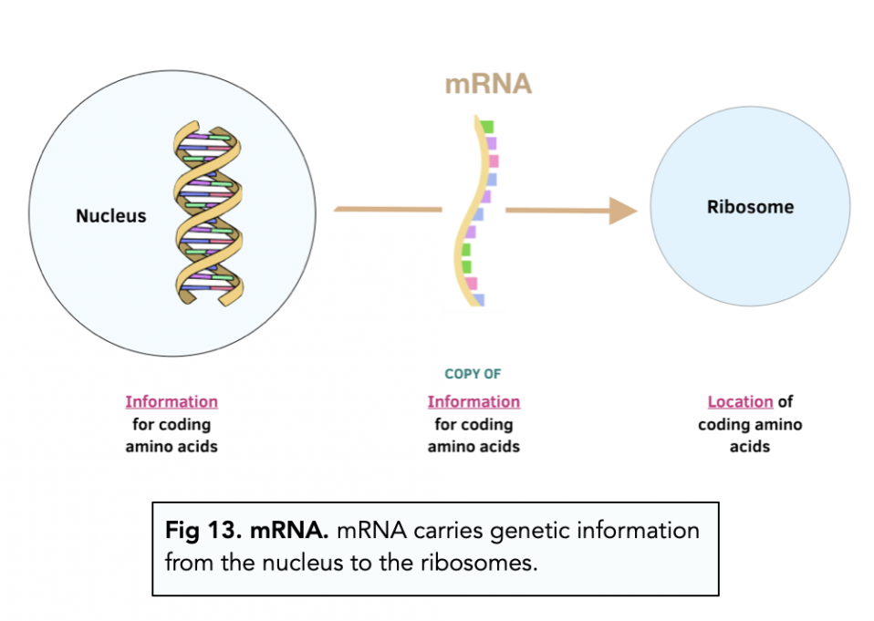 Messenger Rna A Level Biology Study Mind