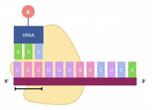 Transfer Rna A Level Biology Study Mind