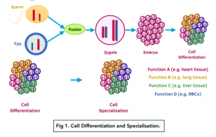 Introduction To Cells Cell Differentiation Gcse Biology Study Mind