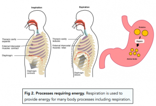 Aerobic Respiration Gcse Biology Study Mind