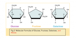 Ribose: Carbohydrates: Monosaccharides 