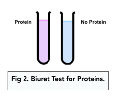 Test For Carbohydrates Lipids Proteins Biuret Emulsion