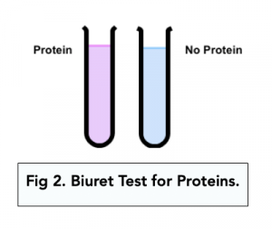 A-level Biology - Test for Lipids and Proteins