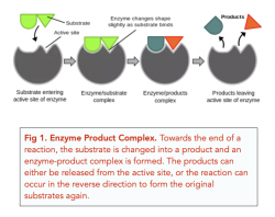 Enzymes: Key Concepts (A-level Biology) - Study Mind
