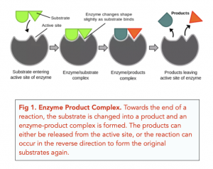A-level Biology - Enzymes: Key Concepts