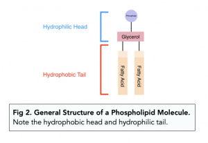 A-level Biology - Phospholipids - Introduction