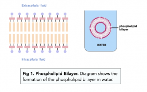 A-level Biology - Phospholipid Bilayer
