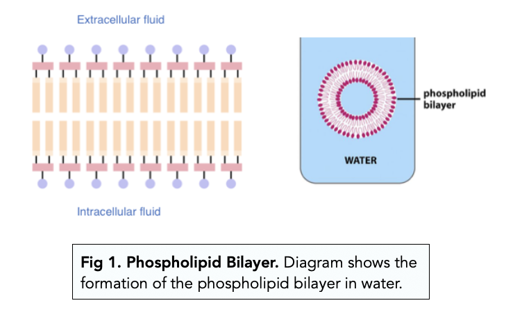 lipid bilayer definition