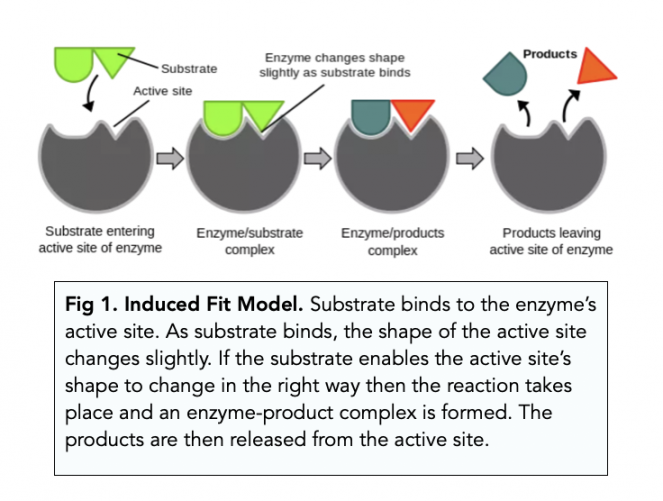 Enzymes Mechanism Of Action A Level Biology Study Mind