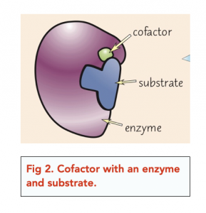 A-level Biology - Enzymes: Mechanism of Action