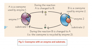 A-level Biology - Enzymes: Mechanism of Action