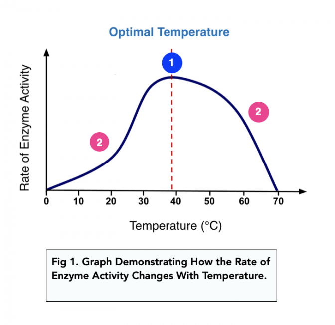 enzyme temp experiment