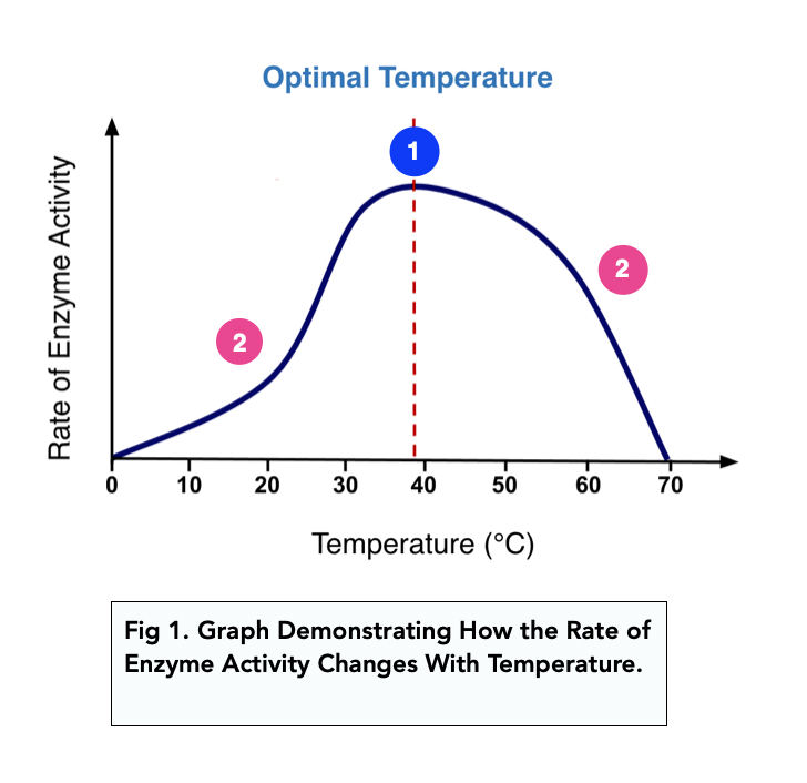 catalase enzyme optimum temperature