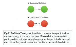 Enzymes: Rates Of Reaction (A-level Biology) - Study Mind