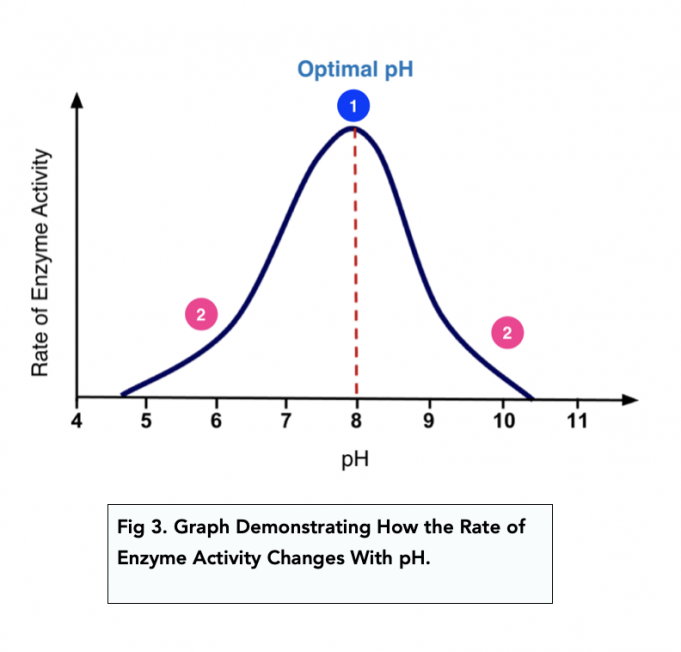 enzymes-rates-of-reaction-a-level-biology-study-mind