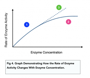 A-level Biology - Enzymes: Rates of Reaction