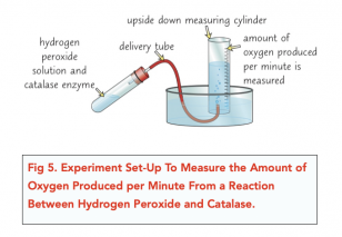 Enzymes: Rates Of Reaction (A-level Biology) - Study Mind