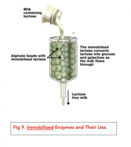 A-level Biology - Enzymes: Rates of Reaction