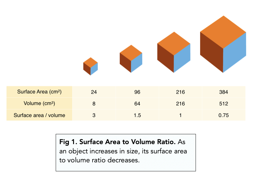 understanding-surface-area-to-volume-ratio-a-level-biology-study-mind