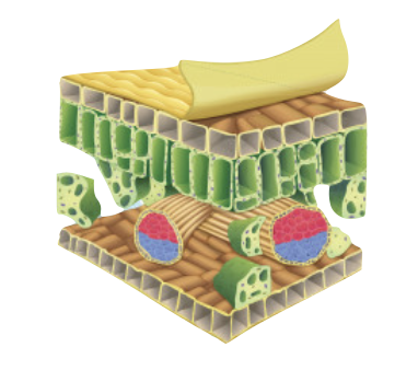 General Features of Exchange Surfaces (A-level Biology) - Study Mind