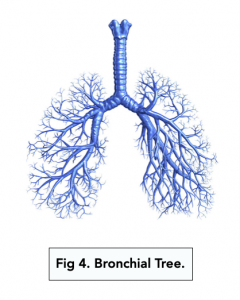 A-level Biology - Structure of the Lungs