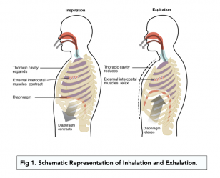 Ventilation (A-level Biology) - Study Mind