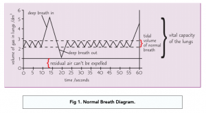 A-level Biology - Pulmonary Ventilation Rate