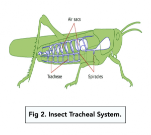 A-level Biology - Gas Exchange in Insects