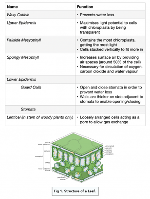 Gas Exchange in Plants (A-level Biology) - Study Mind