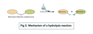 A-level Biology - Biological Molecules