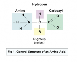 A-level Biology - Proteins and Amino Acids: An Introduction