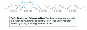 A-level Biology - Polysaccharides