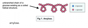 A-level Biology - Functions of Polysaccharides