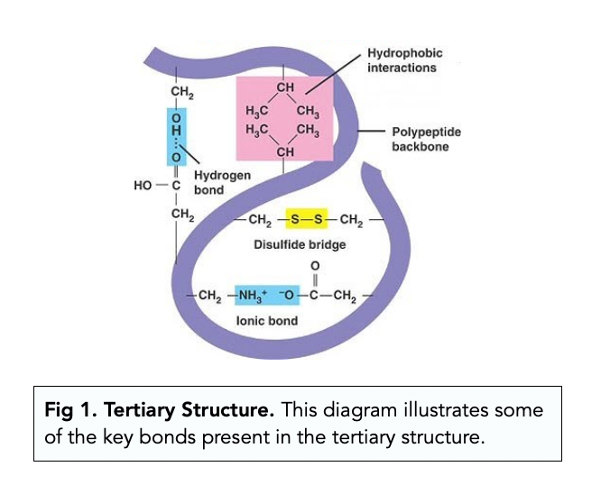 tertiary structure of proteins