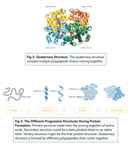 protein structure primary secondary tertiary and quaternary