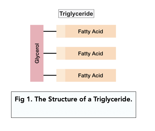 Triglycerides Diagram Triglycerides Diagram