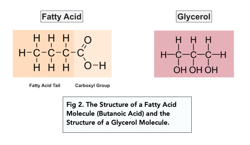 Lipids And Triglycerides (A-level Biology) - Study Mind