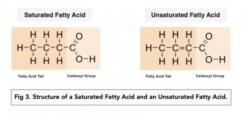 Lipids And Triglycerides (A-level Biology) - Study Mind