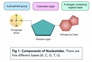 A-level Biology - Structure of Nucleotides