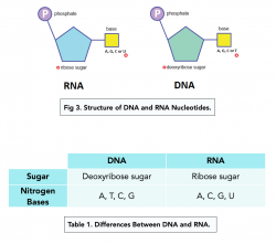 Structure of Nucleotides (A-level Biology) - Study Mind