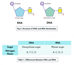 A-level Biology - Structure of Nucleotides