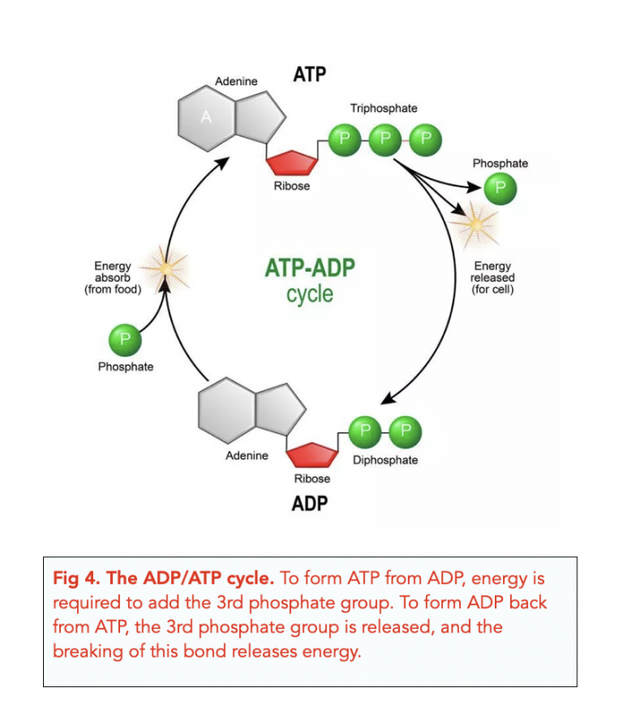 Structure of Nucleotides (A-level Biology) - Study Mind