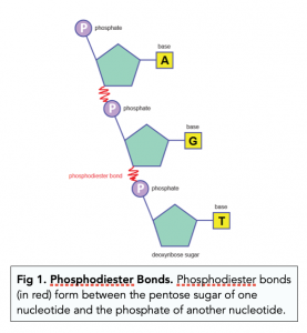 A-level Biology - Polynucleotides
