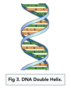 A-level Biology - DNA Structure and The Double Helix