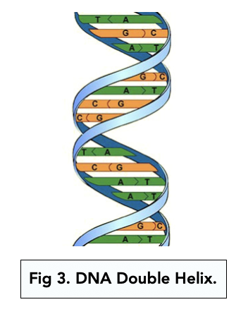 DNA Structure and The Double Helix (A-level Biology) - Study Mind