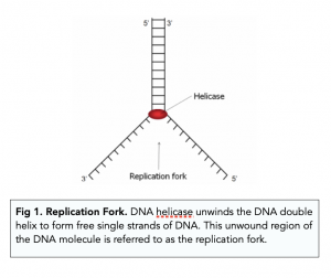 A-level Biology - DNA Replication