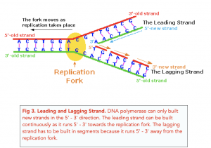 A-level Biology - DNA Replication