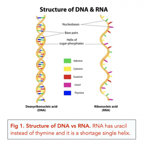 Structure of RNA (A-level Biology) - Study Mind